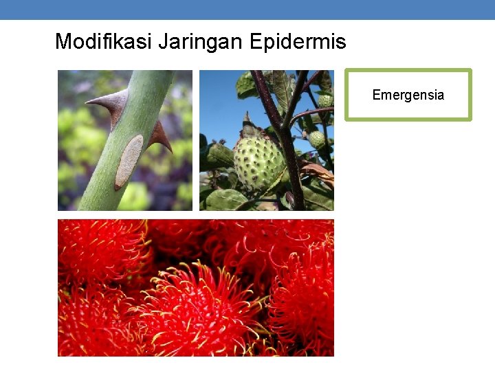 Modifikasi Jaringan Epidermis Emergensia 