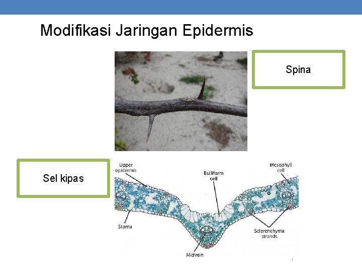 Modifikasi Jaringan Epidermis Spina Sel kipas 