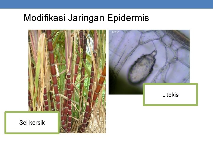 Modifikasi Jaringan Epidermis Litokis Sel kersik 