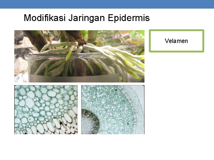 Modifikasi Jaringan Epidermis Velamen 