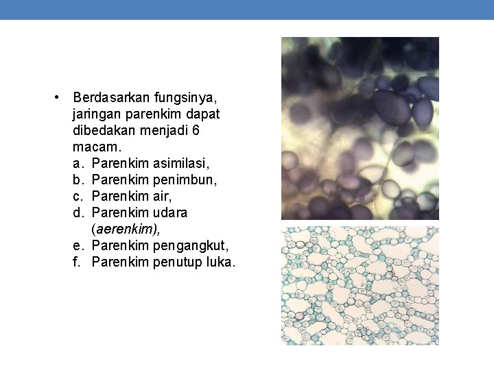  • Berdasarkan fungsinya, jaringan parenkim dapat dibedakan menjadi 6 macam. a. Parenkim asimilasi,