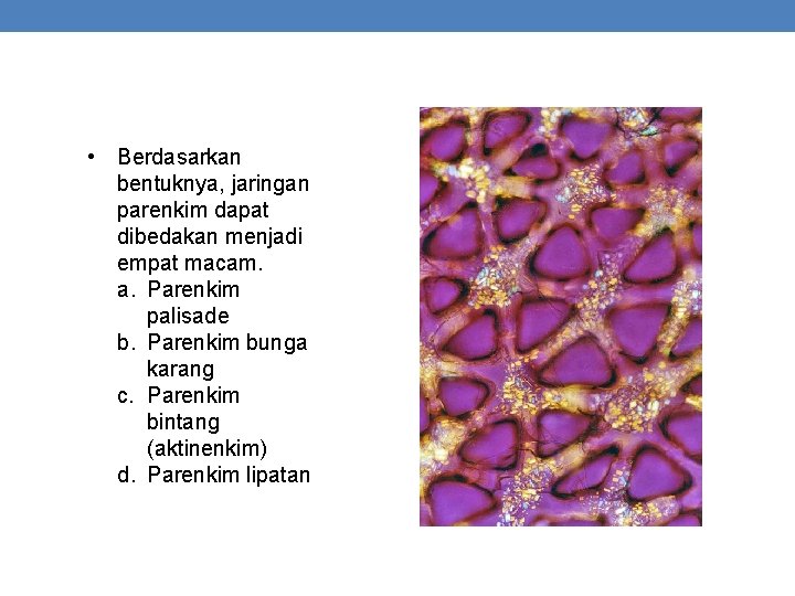  • Berdasarkan bentuknya, jaringan parenkim dapat dibedakan menjadi empat macam. a. Parenkim palisade