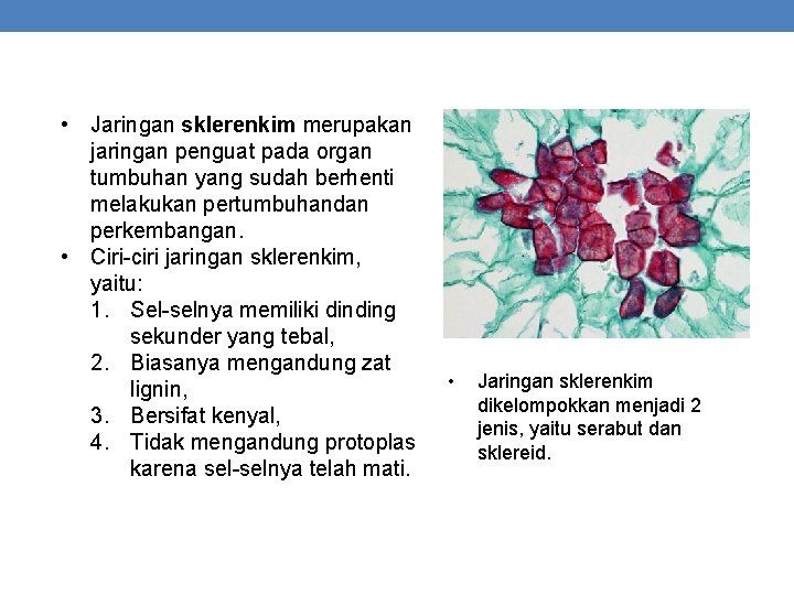  • Jaringan sklerenkim merupakan jaringan penguat pada organ tumbuhan yang sudah berhenti melakukan