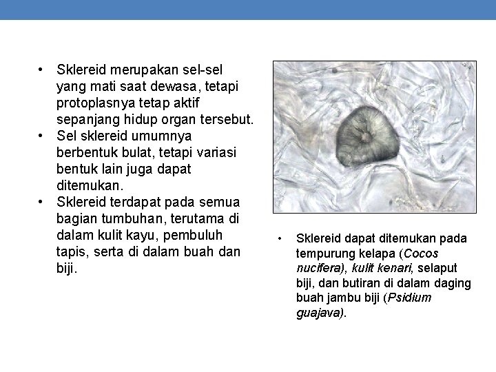  • Sklereid merupakan sel-sel yang mati saat dewasa, tetapi protoplasnya tetap aktif sepanjang