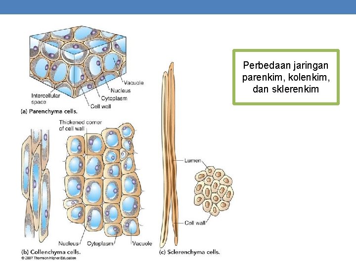 Perbedaan jaringan parenkim, kolenkim, dan sklerenkim 