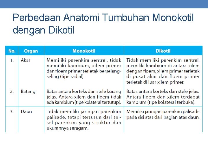 Perbedaan Anatomi Tumbuhan Monokotil dengan Dikotil 