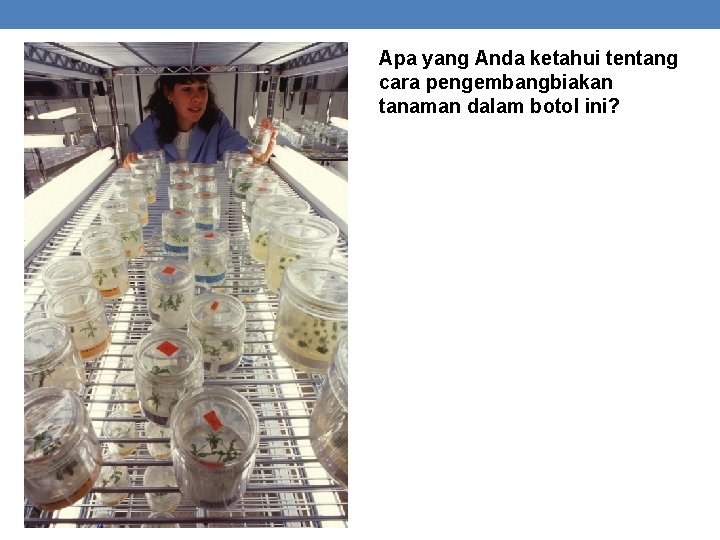 Apa yang Anda ketahui tentang cara pengembangbiakan tanaman dalam botol ini? 