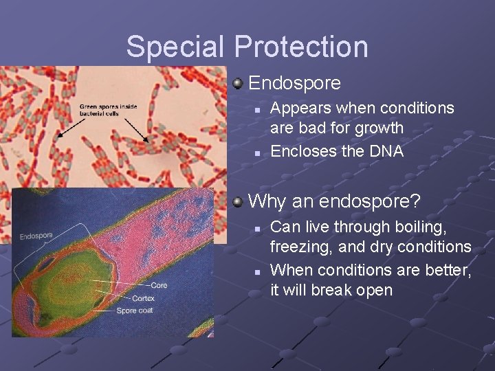 Special Protection Endospore n n Appears when conditions are bad for growth Encloses the