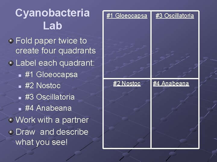 Cyanobacteria Lab #1 Gloeocapsa #3 Oscillatoria Fold paper twice to create four quadrants Label