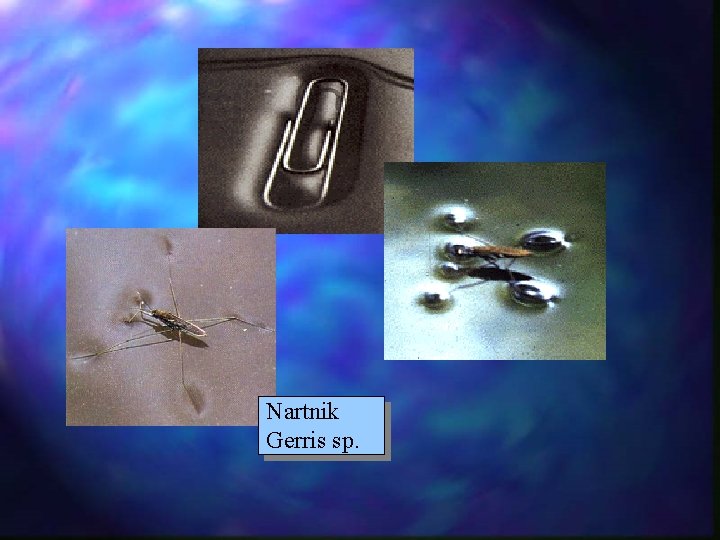 Nartnik Gerris sp. Nartnik Gerris sp.