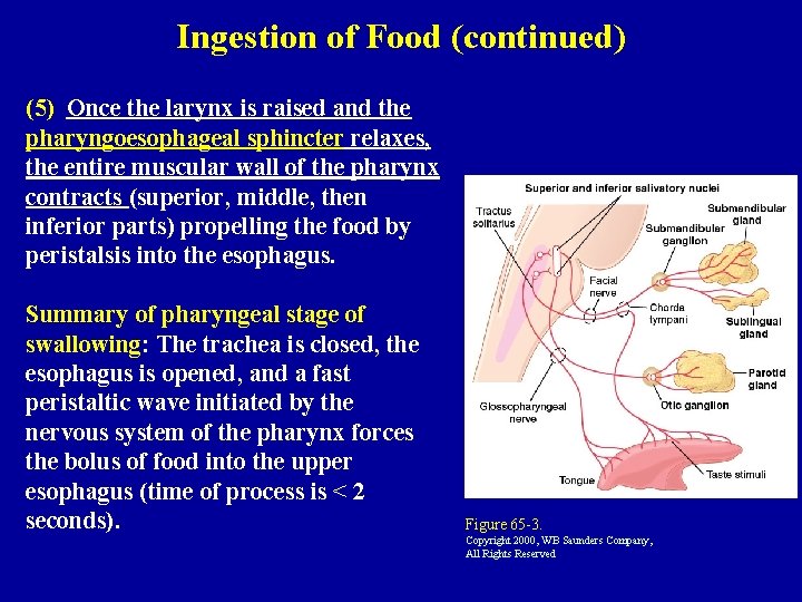 Ingestion of Food (continued) (5) Once the larynx is raised and the pharyngoesophageal sphincter