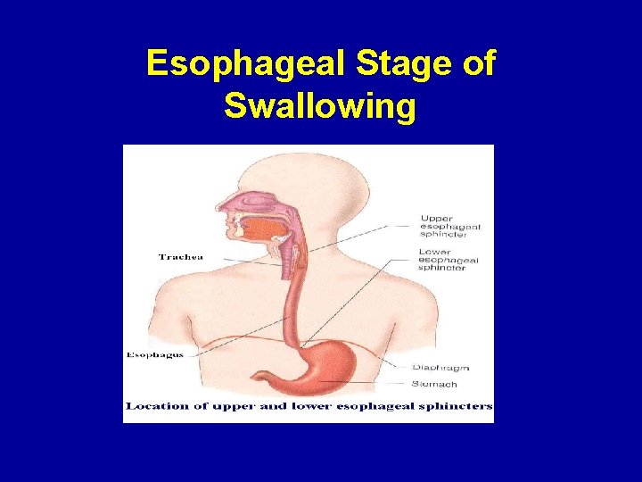 Esophageal Stage of Swallowing 