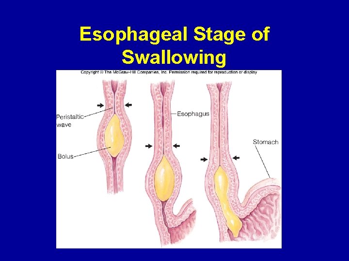 Esophageal Stage of Swallowing 