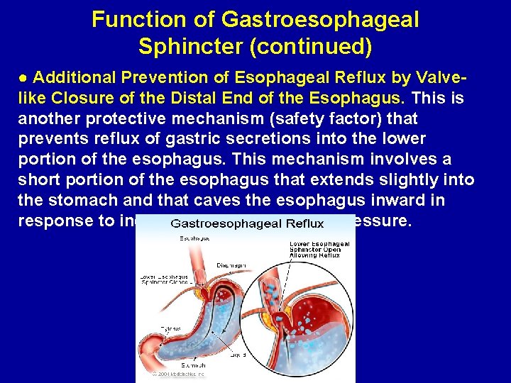 Function of Gastroesophageal Sphincter (continued) ● Additional Prevention of Esophageal Reflux by Valvelike Closure