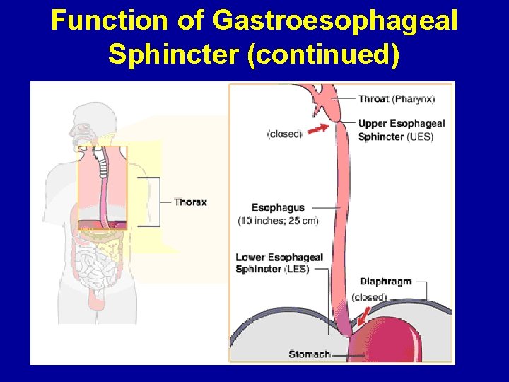 Function of Gastroesophageal Sphincter (continued) 