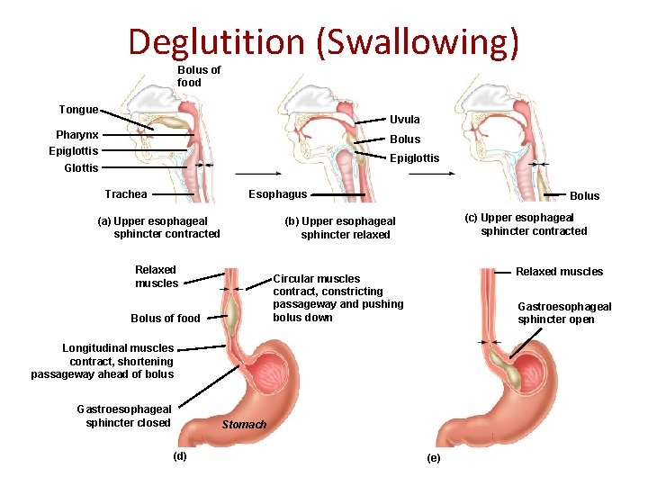 Deglutition (Swallowing) Bolus of food Tongue Uvula Pharynx Bolus Epiglottis Glottis Esophagus Trachea (a)