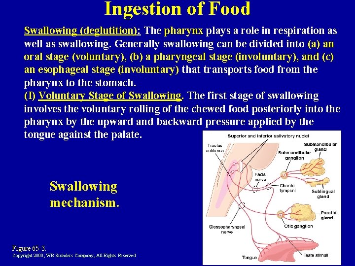 Ingestion of Food Swallowing (deglutition): The pharynx plays a role in respiration as well