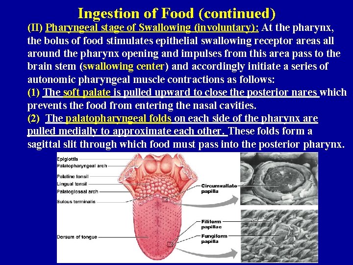 Ingestion of Food (continued) (II) Pharyngeal stage of Swallowing (involuntary): At the pharynx, the