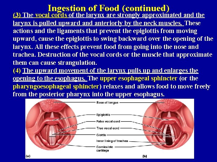 Ingestion of Food (continued) (3) The vocal cords of the larynx are strongly approximated