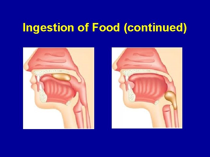 Ingestion of Food (continued) 