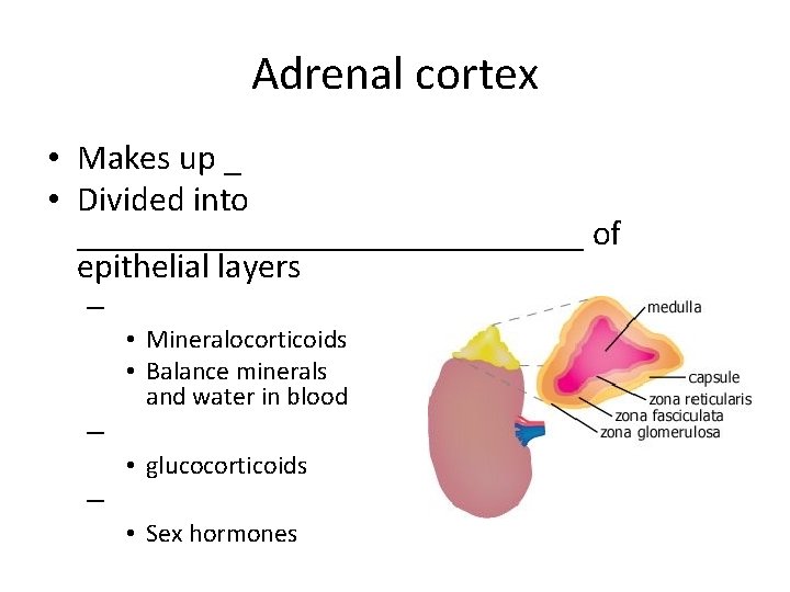 Adrenal cortex • Makes up _ • Divided into _______________ of epithelial layers –