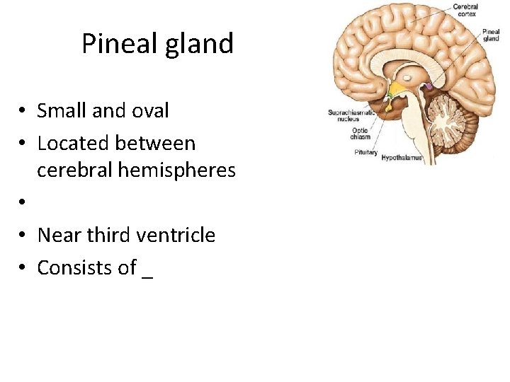 Pineal gland • Small and oval • Located between cerebral hemispheres • • Near