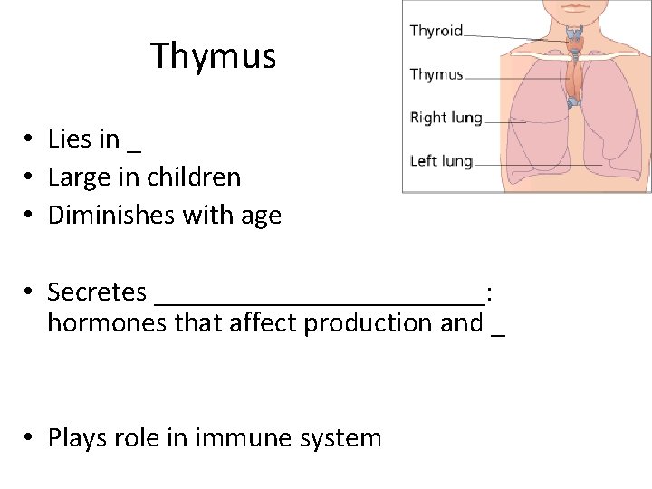 Thymus • Lies in _ • Large in children • Diminishes with age •