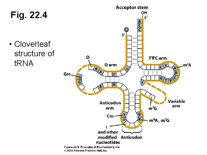 Fig. 22. 4 • Cloverleaf structure of t. RNA 