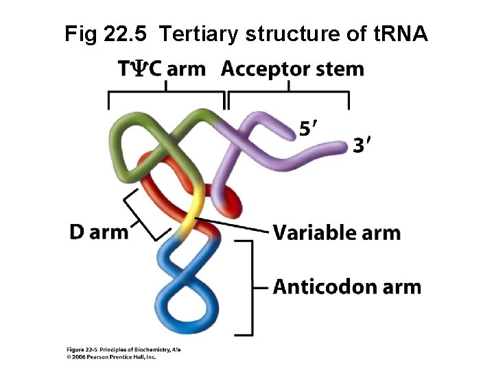 Fig 22. 5 Tertiary structure of t. RNA 