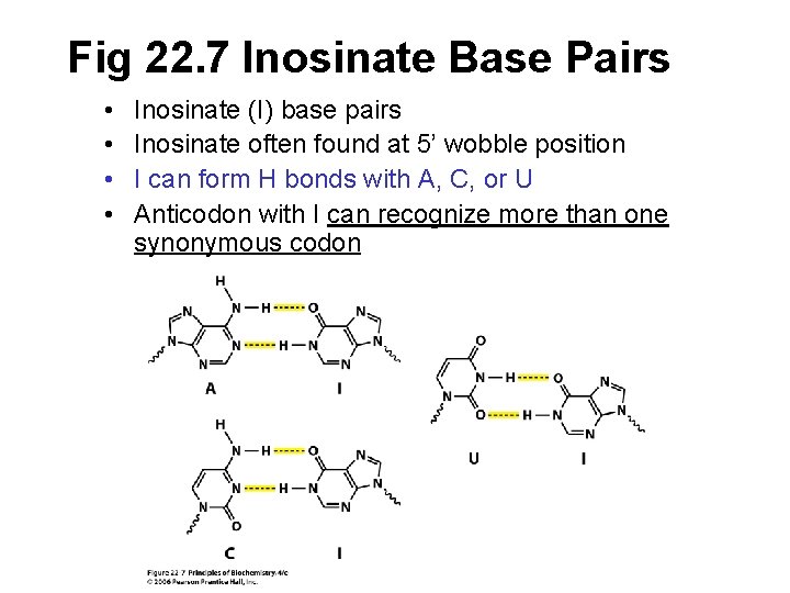 Fig 22. 7 Inosinate Base Pairs • • Inosinate (I) base pairs Inosinate often
