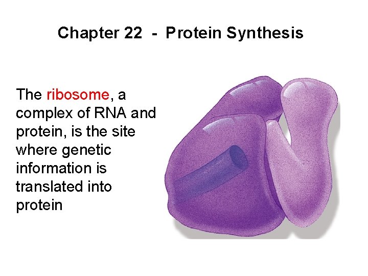 Chapter 22 - Protein Synthesis The ribosome, a complex of RNA and protein, is