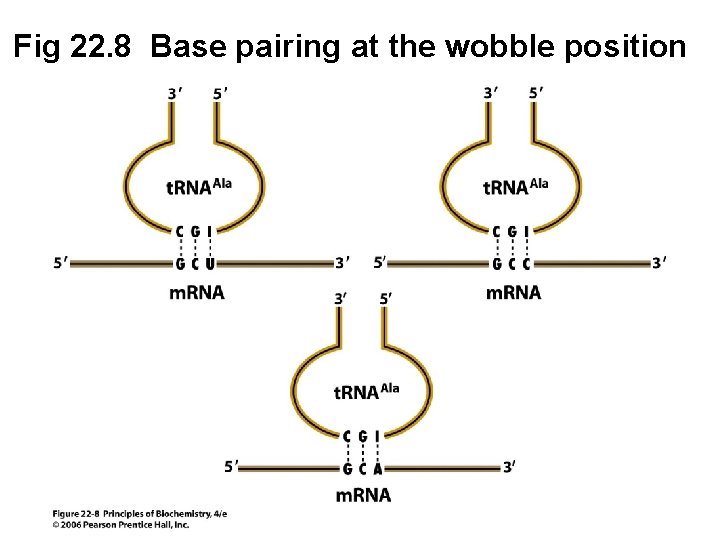 Fig 22. 8 Base pairing at the wobble position 