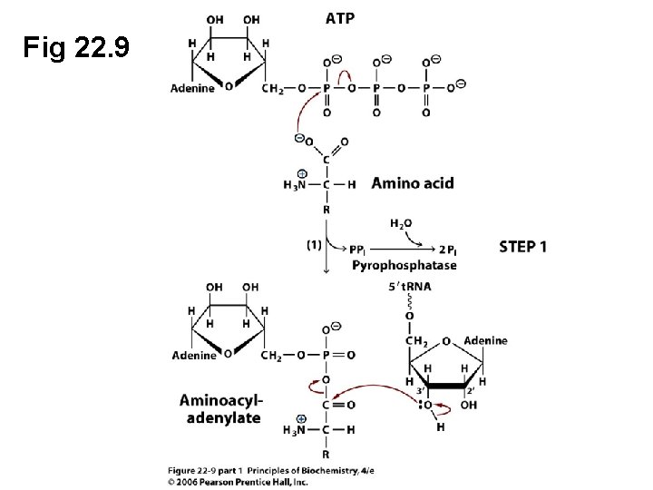 Fig 22. 9 