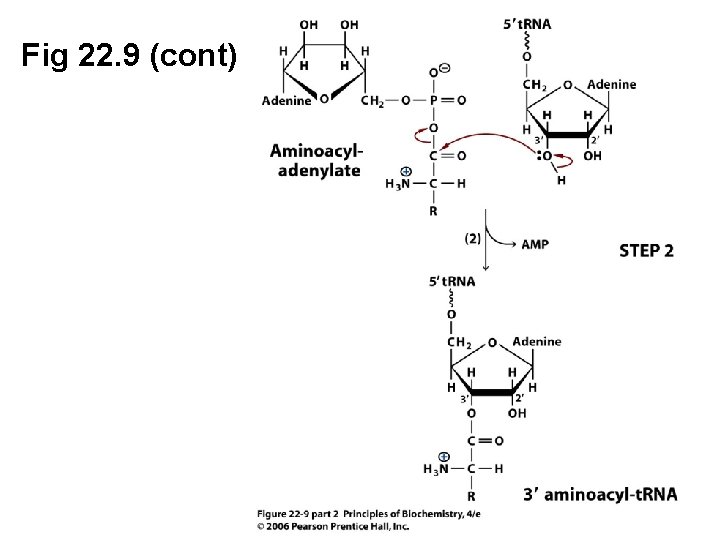 Fig 22. 9 (cont) 