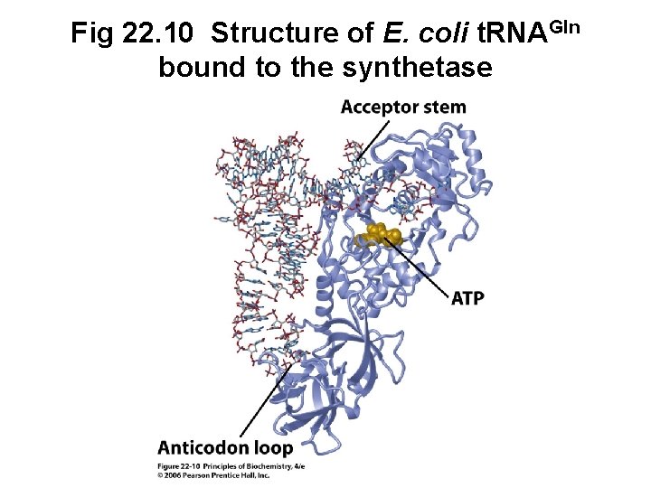 Fig 22. 10 Structure of E. coli t. RNAGln bound to the synthetase 