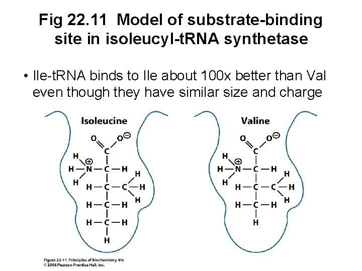 Fig 22. 11 Model of substrate-binding site in isoleucyl-t. RNA synthetase • Ile-t. RNA