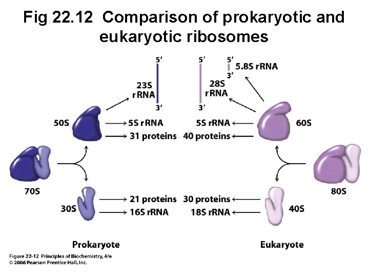 Fig 22. 12 Comparison of prokaryotic and eukaryotic ribosomes 