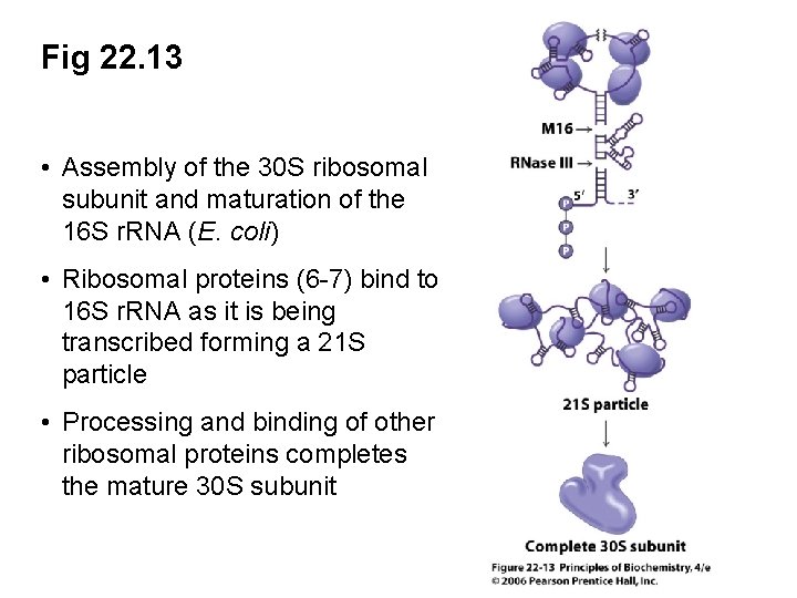 Fig 22. 13 • Assembly of the 30 S ribosomal subunit and maturation of