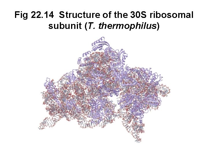 Fig 22. 14 Structure of the 30 S ribosomal subunit (T. thermophilus) 