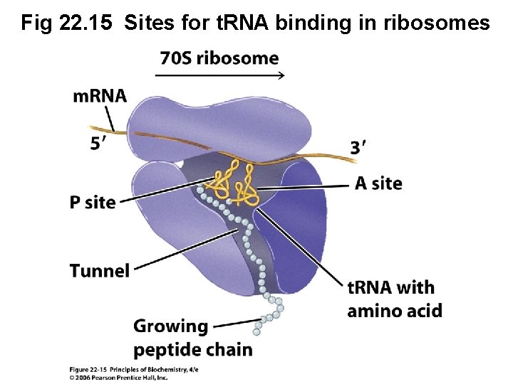 Fig 22. 15 Sites for t. RNA binding in ribosomes 