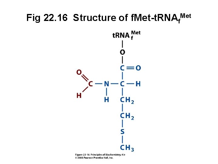 Fig 22. 16 Structure of f. Met-t. RNAf. Met 