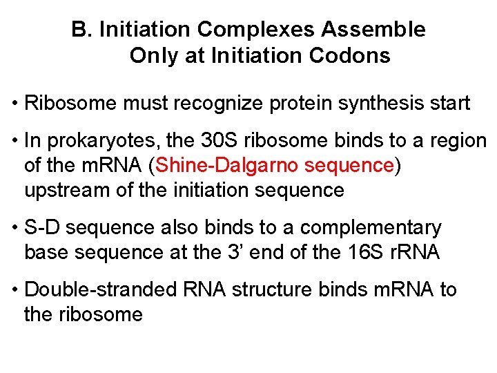 B. Initiation Complexes Assemble Only at Initiation Codons • Ribosome must recognize protein synthesis