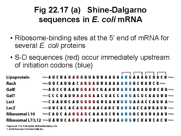 Fig 22. 17 (a) Shine-Dalgarno sequences in E. coli m. RNA • Ribosome-binding sites