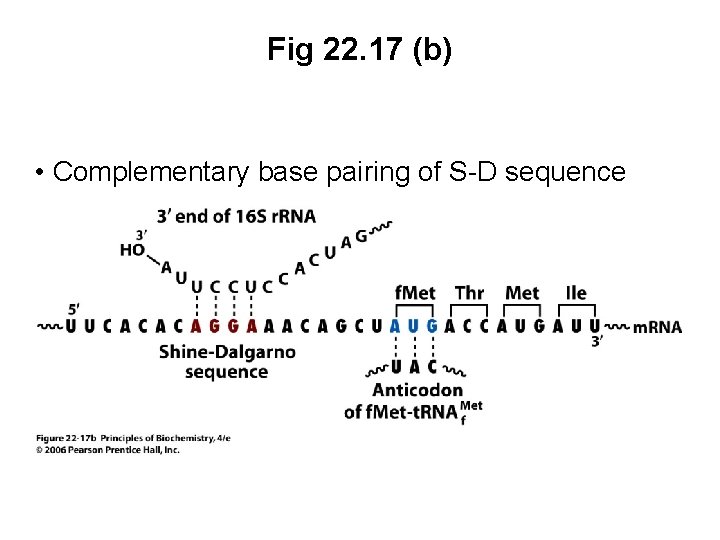 Fig 22. 17 (b) • Complementary base pairing of S-D sequence 