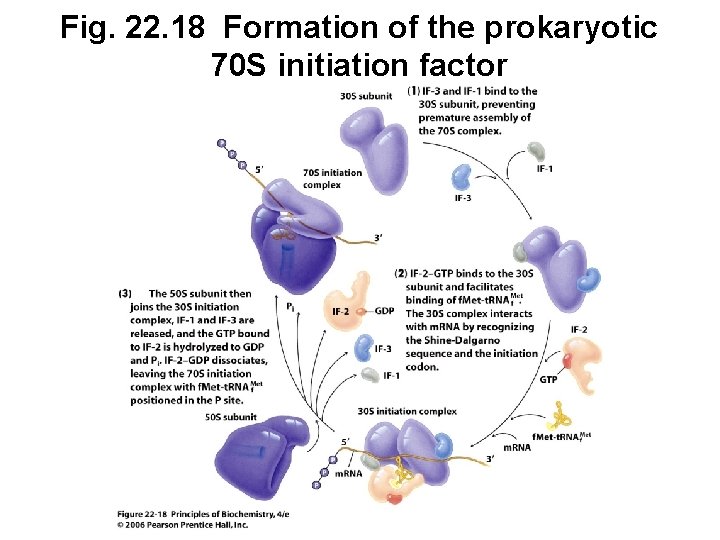 Fig. 22. 18 Formation of the prokaryotic 70 S initiation factor 