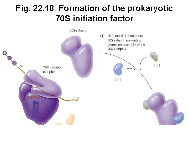 Fig. 22. 18 Formation of the prokaryotic 70 S initiation factor 