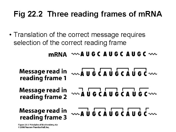 Fig 22. 2 Three reading frames of m. RNA • Translation of the correct