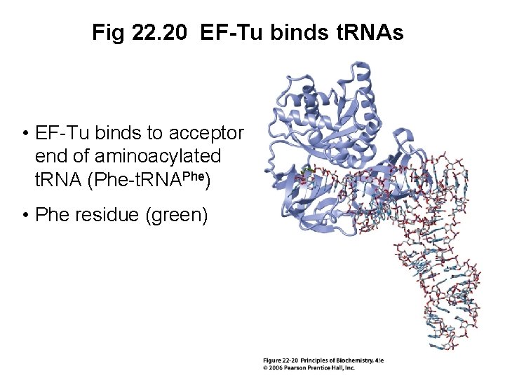 Fig 22. 20 EF-Tu binds t. RNAs • EF-Tu binds to acceptor end of