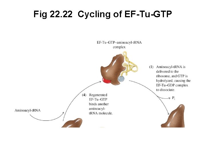 Fig 22. 22 Cycling of EF-Tu-GTP 