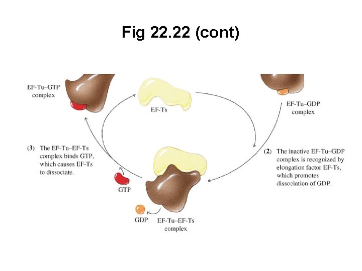 Fig 22. 22 (cont) 